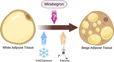 Mirabegron: The most promising adipose tissue beiging agent.